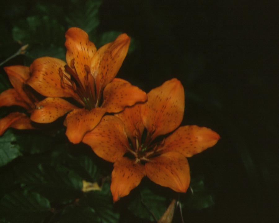 Lilium bulbiferum  subsp. bulbiferum / Giglio rosso